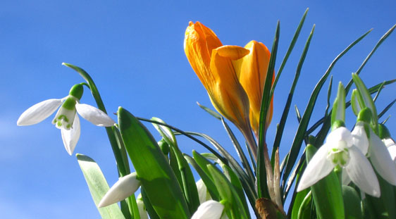 Frühlingsbote2.jpg